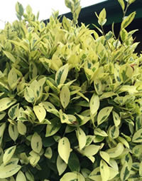 Autumn trim your topiary plants