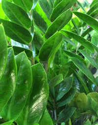 Lush greens will always cool you down