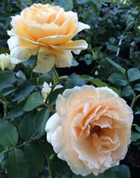 The ever popular Rose Just Joey