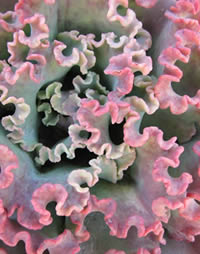 Frilly Echiveria are also called painted ladies