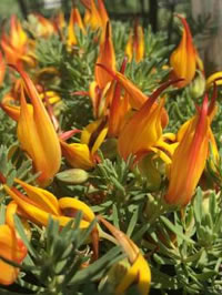 New and exciting to see, Gold Crabs Claw Lotus