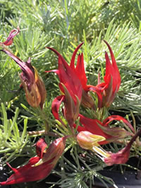 New too are the Red Crabs Claw Lotus