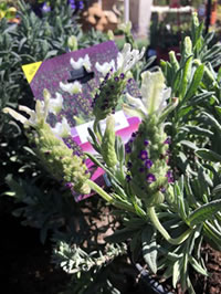 NEW!! Lavender Anouk White