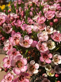 Use the Wax flower as a long lasting cut flower