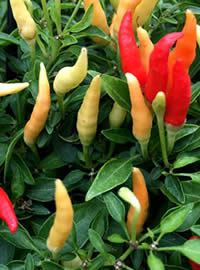 Chillies are rated on a heat scale to 10