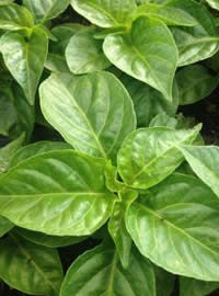 Grow chillies from seed or seedlings