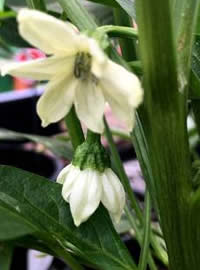 Chillies flower and fruit at the same time