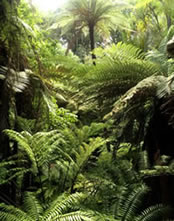 Tree Fern forests with trunks 30m high