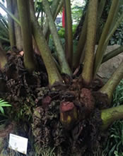 Tree fern fronds as thick as my arm!