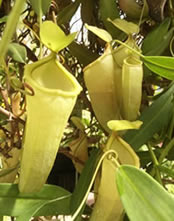 The unusual Pitcher Plant