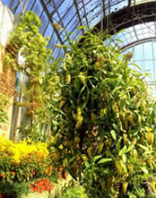 Pitcher Plant in a hanging basket