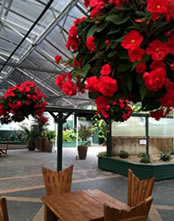 Begonias in Hanging Baskets