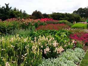 Shades of Pink in the Perennial Garden