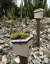 Green roofed bird boxes