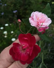 Over 200 year old China Roses 1792 and 1793