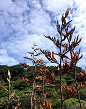 NZ Flax in full flower
