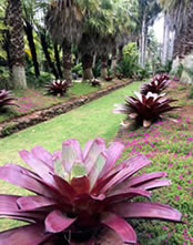 Bromeliad bigger than ever!