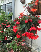 Summer Begonias