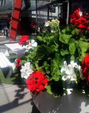 Geraniums in an Auckland Mall