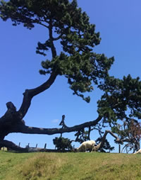 Sheep in the park at One Tree Hill