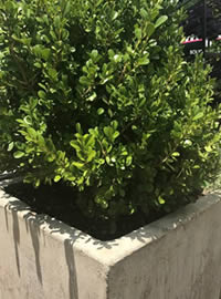 Be water wise and water thoroughly less frequently