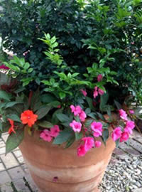 Be water wise and water thoroughly less frequently