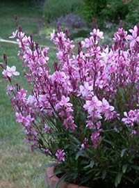 Be water wise and water thoroughly less frequently