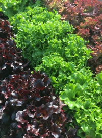 You can do it! Grow sum yum!