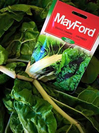 South Africa’s most popular vegetable