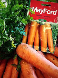 Mayford Carrots can have up to 7000 seeds per packet