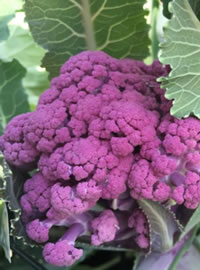 Plan your winter veggies now