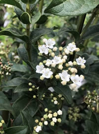 Flowers in spring on the Viburnum Tinus