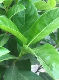 Lush new growth on the Chinese Laurel