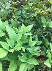 Nandinas new growth is bright green