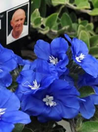 Autumn flowering Blue My Mind