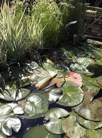 Water plants provide shade for the fish