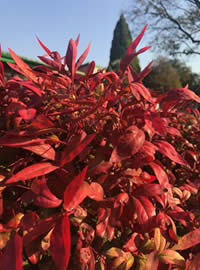 Nandina get our vote for rewarding colour