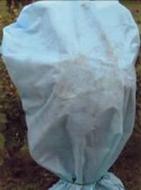 Do not get caught this year - cover your tender bits