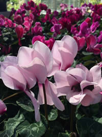 Plant up a bowl of Cyclamen