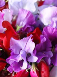 Plant some fragrant sweet peas
