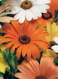 Classic African Daisies in bright colours