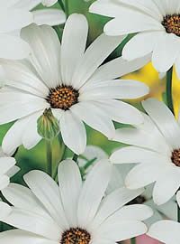 White African Daisies sparkle in the winter sun