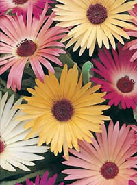 Bokbaai Vygies also known as Livingston Daisies