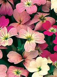 Virginian Stocks are fragrant