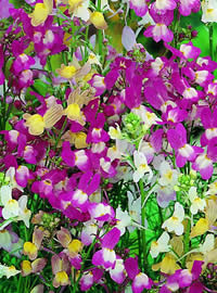 Fairy Linaria as very easy to sow and grow