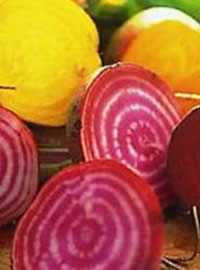 Yellow and Bulls Blood varieties of Beetroot