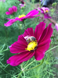 Our Cosmos patch is a buzz