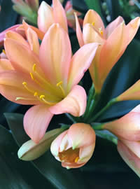 Check your Clivia this week!