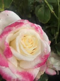 Tidy the roses up this week