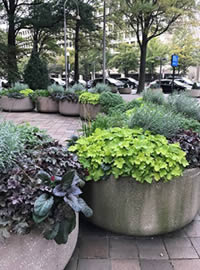 Planted bollards to keep cars off